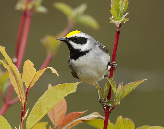 Golden-winged Warbler Vermivora chrysoptera