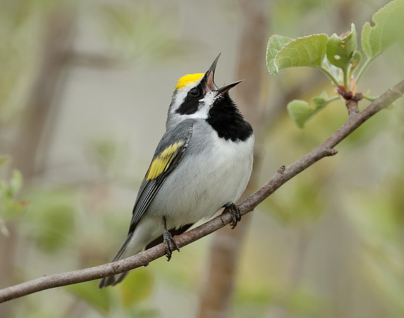 Golden-winged Warbler Vermivora chrysoptera