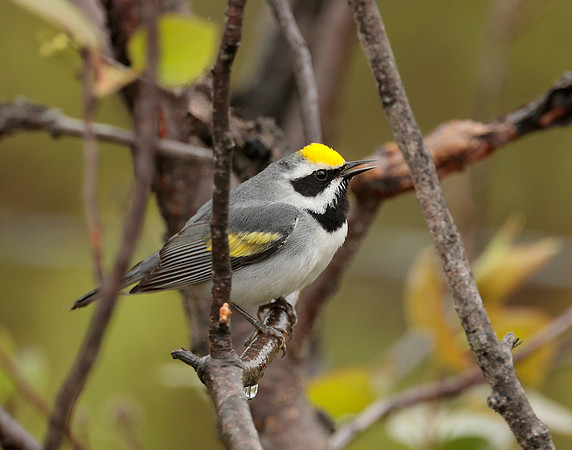 Golden-winged Warbler Vermivora chrysoptera