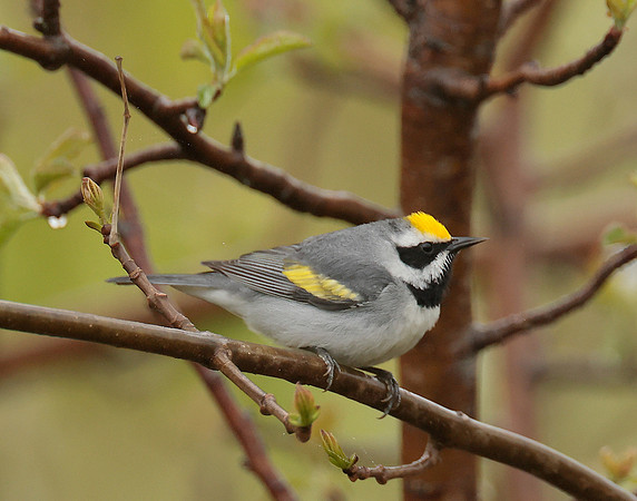 Golden-winged Warbler Vermivora chrysoptera