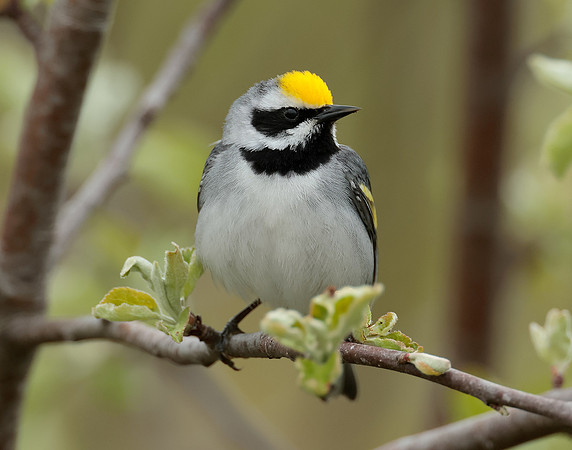 Golden-winged Warbler Vermivora chrysoptera