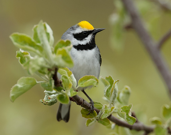 Golden-winged Warbler Vermivora chrysoptera