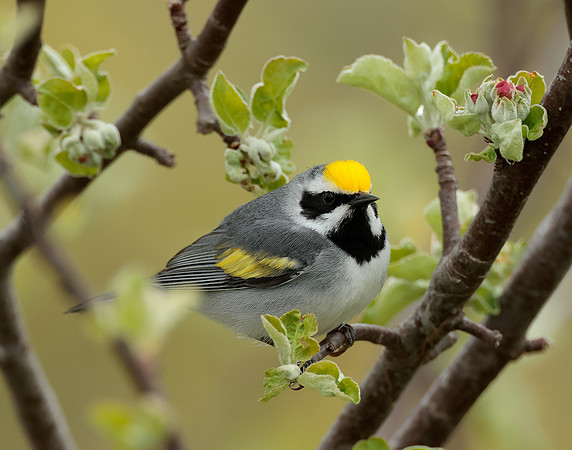 Golden-winged Warbler Vermivora chrysoptera