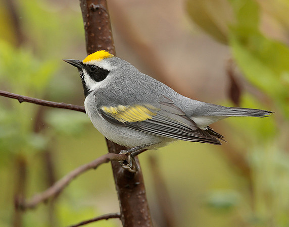 Golden-winged Warbler Vermivora chrysoptera