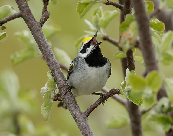 Golden-winged Warbler Vermivora chrysoptera