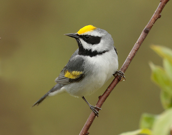 Golden-winged Warbler Vermivora chrysoptera