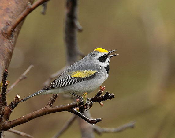 Golden-winged Warbler Vermivora chrysoptera