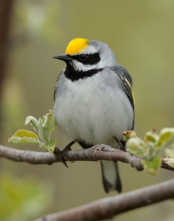 Golden-winged Warbler Vermivora chrysoptera