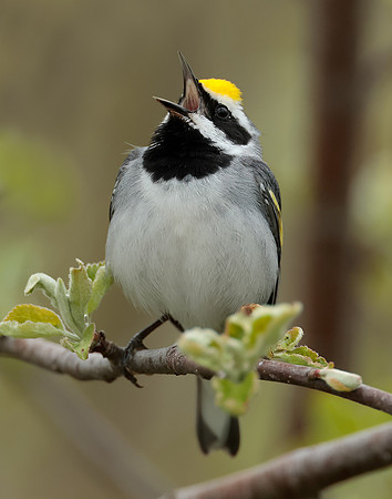 Golden-winged Warbler Vermivora chrysoptera