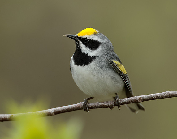 Golden-winged Warbler Vermivora chrysoptera