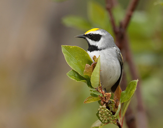 Golden-winged Warbler Vermivora chrysoptera
