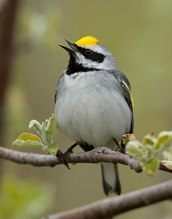 Golden-winged Warbler Vermivora chrysoptera