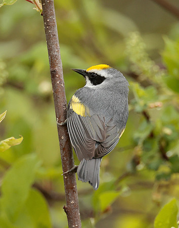 Golden-winged Warbler Vermivora chrysoptera