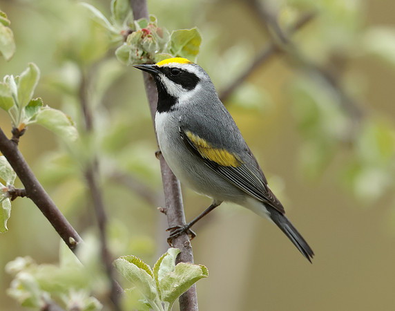 Golden-winged Warbler Vermivora chrysoptera