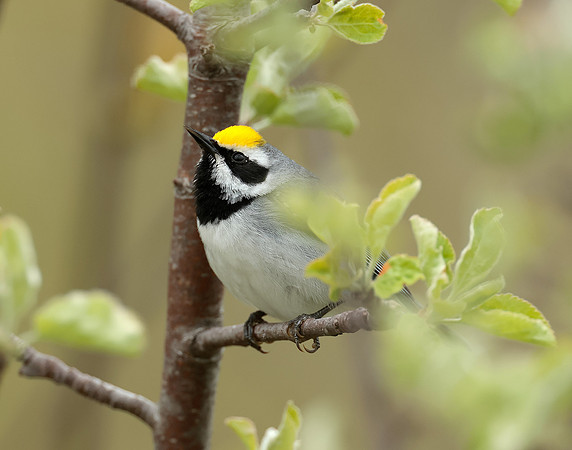 Golden-winged Warbler Vermivora chrysoptera