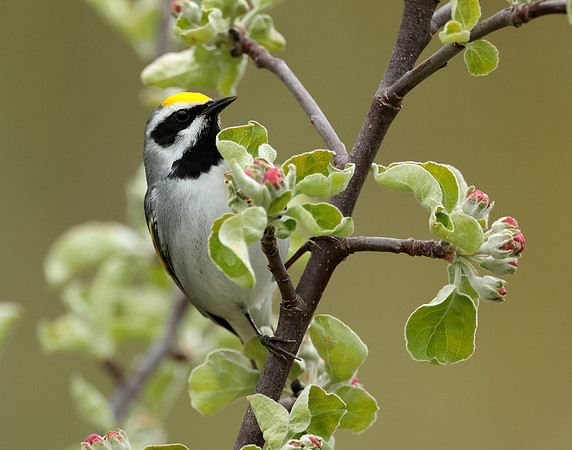 Golden-winged Warbler Vermivora chrysoptera