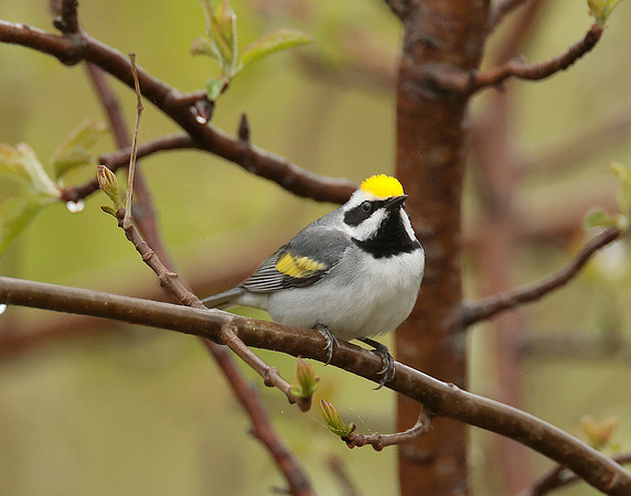 Golden-winged Warbler Vermivora chrysoptera