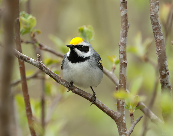 Golden-winged Warbler Vermivora chrysoptera