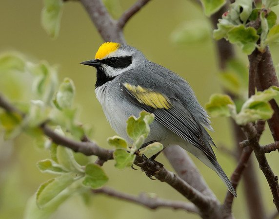 Golden-winged Warbler Vermivora chrysoptera