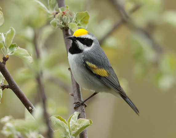 Golden-winged Warbler Vermivora chrysoptera