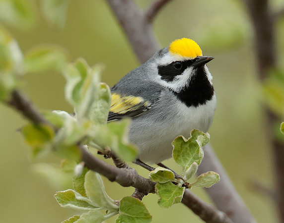Golden-winged Warbler Vermivora chrysoptera