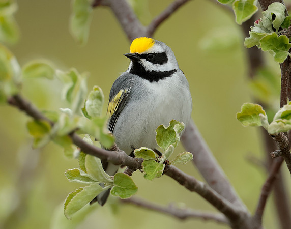Golden-winged Warbler Vermivora chrysoptera