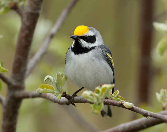 Golden-winged Warbler Vermivora chrysoptera