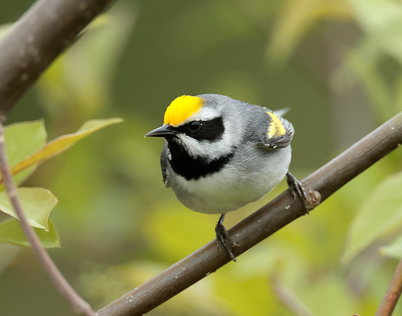 Golden-winged Warbler Vermivora chrysoptera