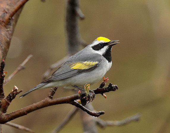 Golden-winged Warbler Vermivora chrysoptera