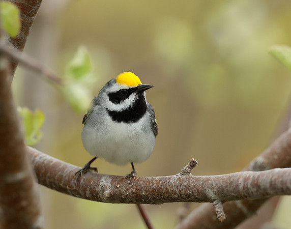 Golden-winged Warbler Vermivora chrysoptera