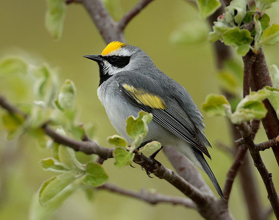 Golden-winged Warbler Vermivora chrysoptera