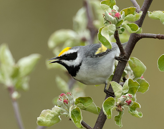 Golden-winged Warbler Vermivora chrysoptera