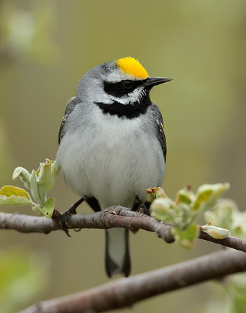 Golden-winged Warbler Vermivora chrysoptera