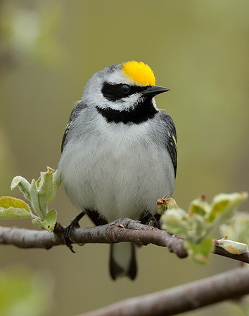 Golden-winged Warbler Vermivora chrysoptera