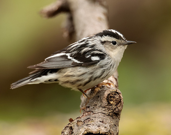 Black-and-White Warbler Mniotilta varia