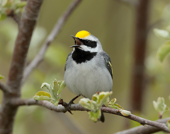 Golden-winged Warbler Vermivora chrysoptera