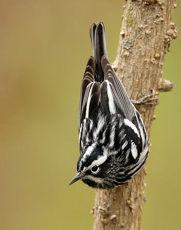 Black-and-White Warbler Mniotilta varia
