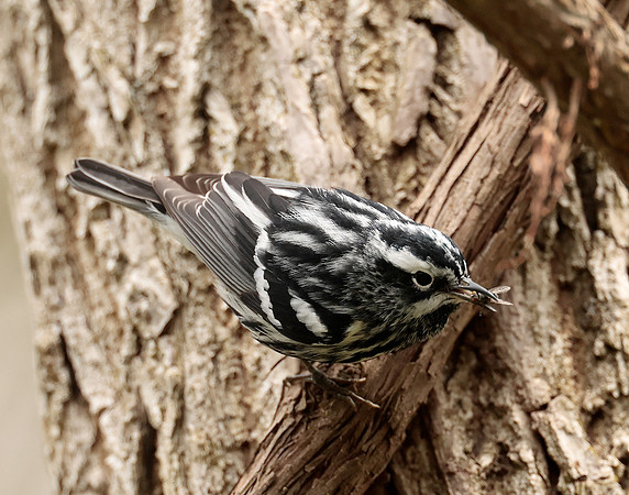 Black-and-White Warbler Mniotilta varia