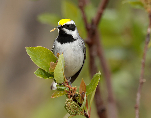 Golden-winged Warbler Vermivora chrysoptera