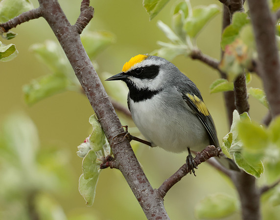 Golden-winged Warbler Vermivora chrysoptera
