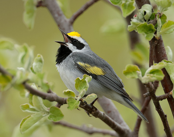 Golden-winged Warbler Vermivora chrysoptera