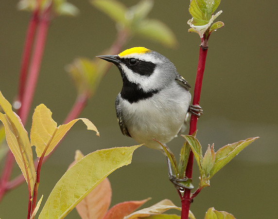 Golden-winged Warbler Vermivora chrysoptera