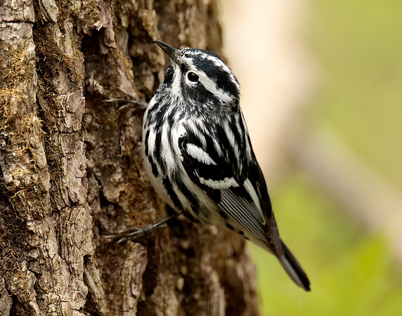 Black-and-White Warbler Mniotilta varia