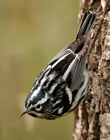 Black-and-White Warbler Mniotilta varia