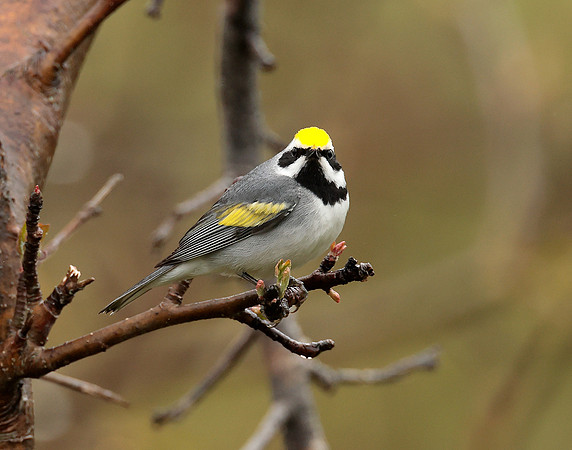 Golden-winged Warbler Vermivora chrysoptera