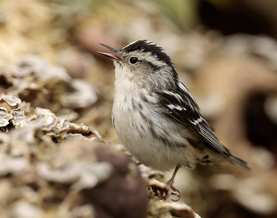 Black-and-White Warbler Mniotilta varia