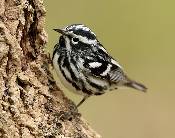 Black-and-White Warbler Mniotilta varia