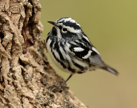 Black-and-White Warbler Mniotilta varia