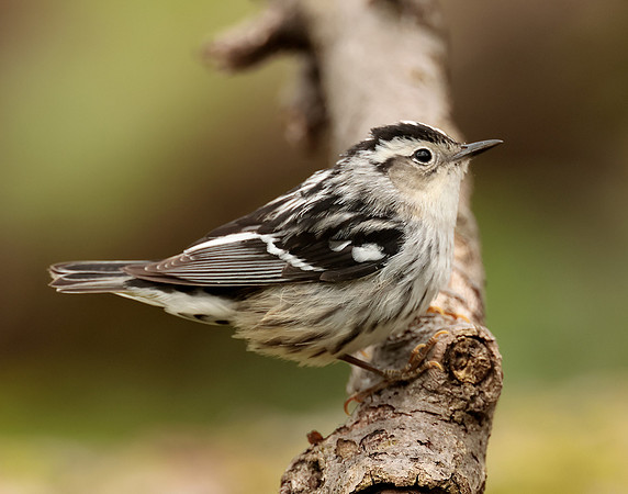Black-and-White Warbler Mniotilta varia