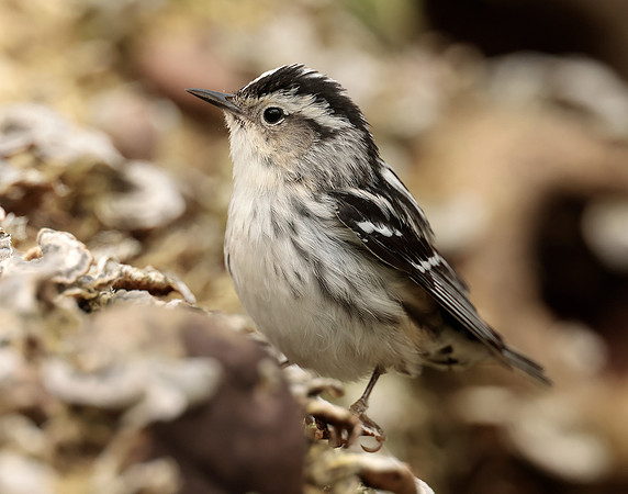 Black-and-White Warbler Mniotilta varia